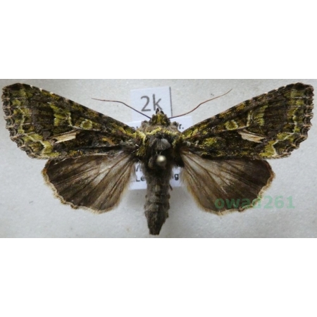 Trachea atriplicis (Linnaeus, 1758) male Agatówka łobodnica Czech2k